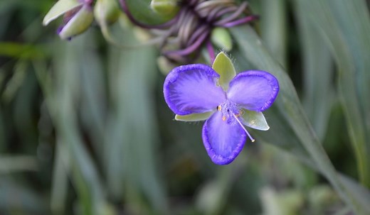 The Perfect Time to Cut Back Spiderwort – Expert Tips You Can’t Miss - Gardening Dream