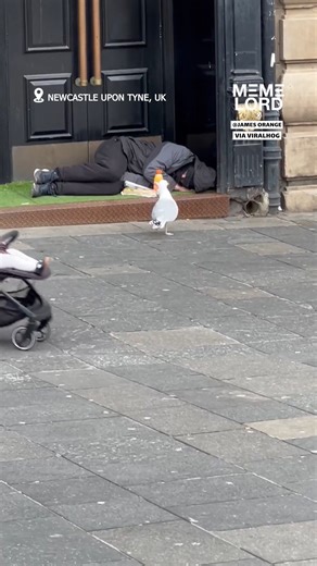 7.4K views · 55 reactions | When seagull goes rouge | Meme Lord | Facebook