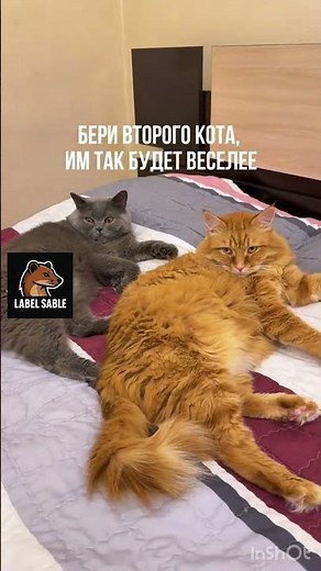 POV: Two Cats, One Problem🤣Два кота-нет проблем 😅