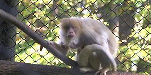 Animal of the Month: Howler monkeys