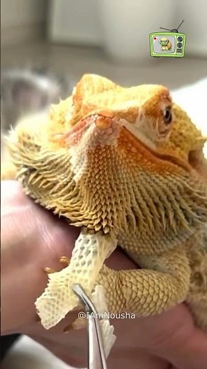 ASMR Lizard Shedding Sound: Pure ASMR Magic 🦎✨ #shorts