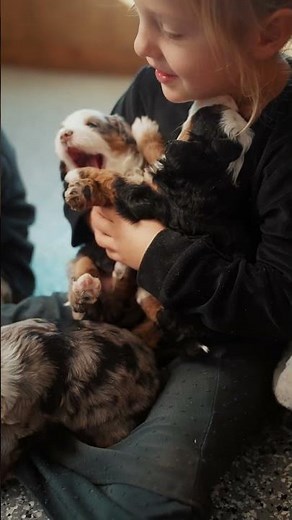 Bernedoodle Socialization Starts Here | Greenbrier Homestead