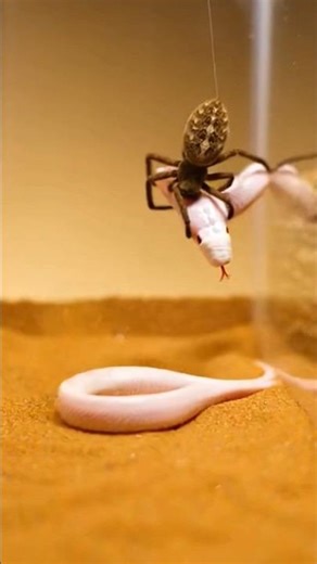 Deadly Net-Casting Spider Ambushes Albino Snake in Seconds 🐍 #SpiderVsSnake #PredatorVsPrey #shorts