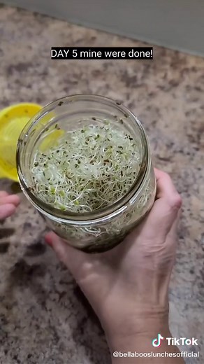 Growing Alfalfa Sprouts in a Jar: Easy Tips and Tricks