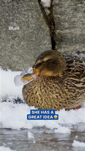 Mallard’s beak gets frozen shut 💔