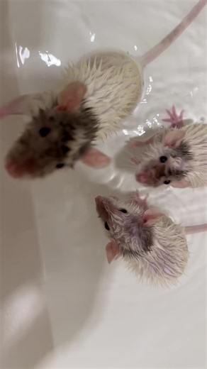 Washing My Fat Dirty Rats: A Funny Pet Moment