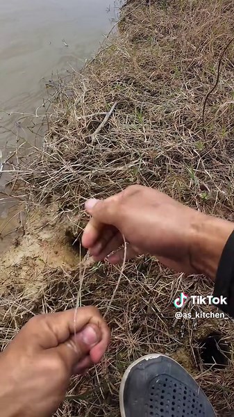 CAST & COOK : Memancing Belut Gorgon Di Sawah Padi Belut: Ikan Unik dengan Pelbagai Khasiat! Khasiat Belut untuk Kesihatan ✔️ Tinggi protein – Bagus untuk pertumbuhan otot. ✔️ Mengandungi Omega-3 – Baik untuk jantung dan otak. ✔️ Zat besi & Vitamin A – Membantu kesihatan darah dan penglihatan. Di Malaysia, belut sering dimasak sambal, goreng rangup, atau dibuat sup. Ada yang menganggap belut sebagai makanan eksotik, tetapi ramai juga yang tahu betapa sedapnya rasa daging belut yang lembut dan be