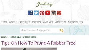 How-To Prune A Rubber Tree Plant
