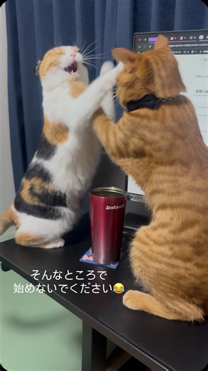 みぷまう on Instagram: "ていてい合戦🐱 大きなモニターの前で不定期開催のていてい合戦。 今日の対決はめーぷるvsじゅでぃ🐱 爪出てないし、噛みつきにいくこともないから ヒヤヒヤしつつ、見守ってます😂💦 じゅでぃちゃん大きくなったねぇ〜😳 ちなみに、タンブラーの中は空なので倒れても問題ありません😂 #cat #ねこすたぐらむ #ねこ #ねこ好き #みぷまう #ペット #今日のねこ #保護猫 #茶トラ"