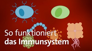 Immunsystem: So funktioniert die körpereigene Abwehr