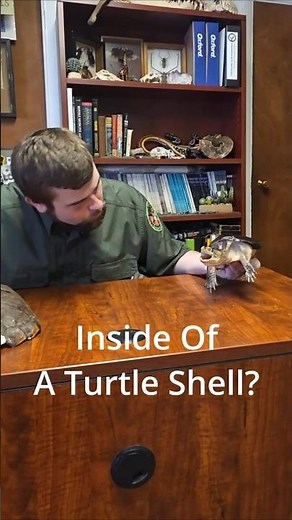 Inside of a Turtles Shell? What does it look like?#turtle#turtleshell #animaleducation #educational