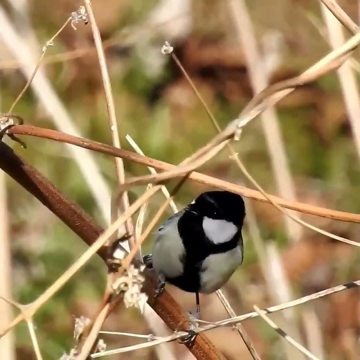 シジュウカラの鳴き声いろいろ