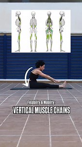 Stretching the vertical muscle chain, which includes the muscles along the back, legs, and neck, is essential for maintaining good posture. These muscles connect the body from head to toe, supporting spinal alignment and balance. When they become tight, they pull the body out of alignment, leading to rounded shoulders, pelvic tilt, or forward head posture. Regular stretching of this chain helps restore length, flexibility, and harmony between muscle groups, allowing the spine to stay upright and
