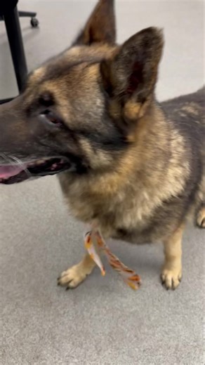 30K views · 1K reactions | Meet Morrison Genesee County Animal Control | Genesee County Animal Shelter Dogs and Cats | Facebook