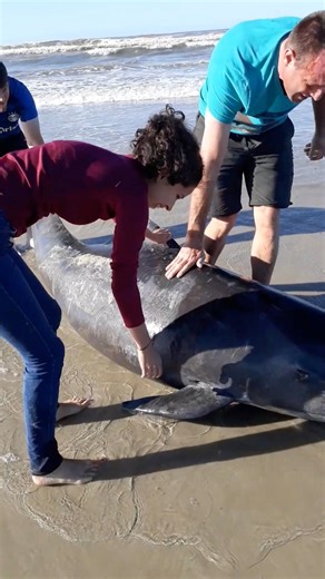 This kind people helped save a baby whale who beached 💕 #AnimalRescue | Try Not to Laugh