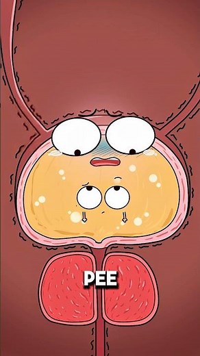 Why Holding Your Pee Too Long Can Lead to Bladder Stones 😨..!!#e2dhealth #animation #2dshow #health