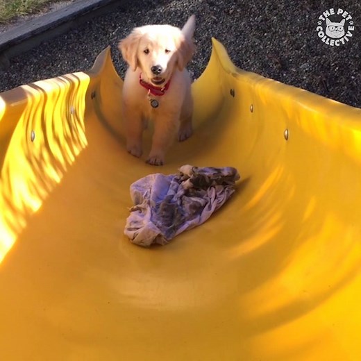 770K views · 16K reactions | Play time with pets!  | The Pet Collective | Facebook