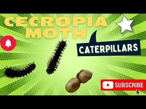 Hyalophora Cecropia moth hatchlings!