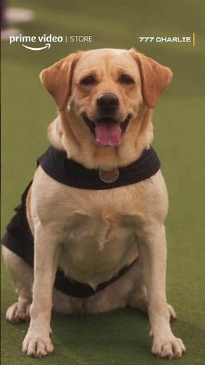 Charliee the dog is about to do the unexpected😱 | 777 Charlie | #primevideostore