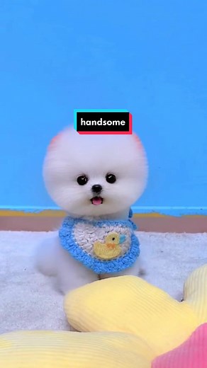 Adorable Teacup Puppy - Cute and Kawaii Pomeranian Dog