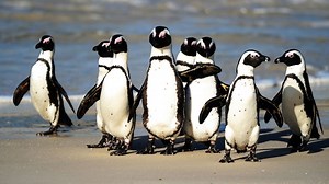 Dozens of African penguins killed after bee swarm attacks colony in South Africa