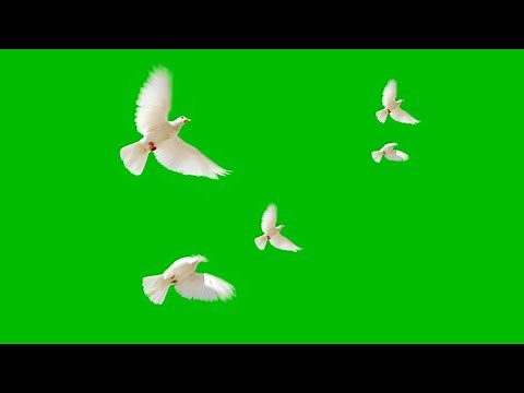 Group Of pigeons Flying Green Screen Chroma Key Effect