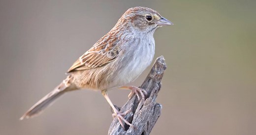 Cassin's Sparrow Identification, All About Birds, Cornell Lab of Ornithology