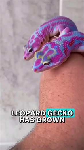 Meet the leopard gecko