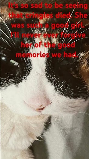 Photos and videos of ￼The death of kringles ￼