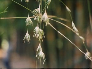 How Bamboo Grows - Bamboo Sourcery Nursery & Gardens