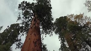 Can California save its Giant Sequoia trees?