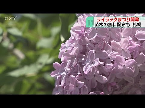 ライラックまつり開幕 札幌の初夏の風物詩に賑わう 大通公園は「花も満開でいい気持ち」