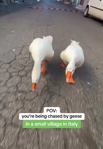In some Italian towns, geese aren’t just farm animals they’re the original watchdogs! 🪿 From the loud honks that alert everyone to strangers, to the fierce territorial instincts that rival even guard dogs, these feathered sentinels have been protecting land and homes since ancient times. Honk if you think geese make the best kind of alarm system! 🇮🇹🔔 Fun fact: people actually use geese as guard animals because of their excellent sight, loud alarm calls, and territorial behavior, traits that 