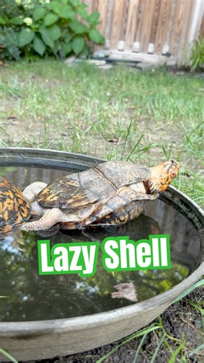 Eastern Box Turtle Caught Sleeping on the Job 🐢💤😂