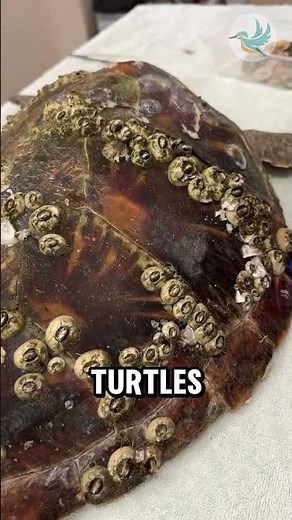 Barnacles Nature’s Relentless Clingers 😁🐢