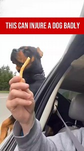 Letting a dog hang out of a car window might look fun, but it’s extremely dangerous. Flying debris, sudden stops, or even a sharp turn can cause serious injury—or worse. Dogs can fall out, hurt their eyes, or get struck by passing vehicles. Responsible pet parents know that safety comes first: always keep dogs secured with a harness, seat belt, or in a well-ventilated crate while driving. A few moments of thrill are never worth risking your pet’s life. #DogSafety #PetTravel #ProtectDogs #DogCare