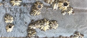 How to identify Barnacles - The Rock Pool Project