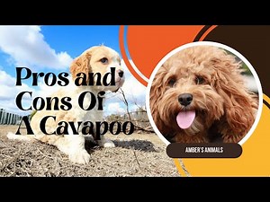 Pros and Cons of a Cavapoo