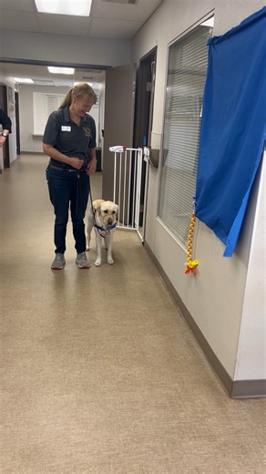 Our 50th year REALLY becomes official when a #servicedog in training does this! 🎇🐕‍🦺 ➡️ Learn more about our 50th anniversary and history: canine.org/50thanniversary #canine50 #LeadWithIndependence #servicedogs #anniversary | Canine Companions