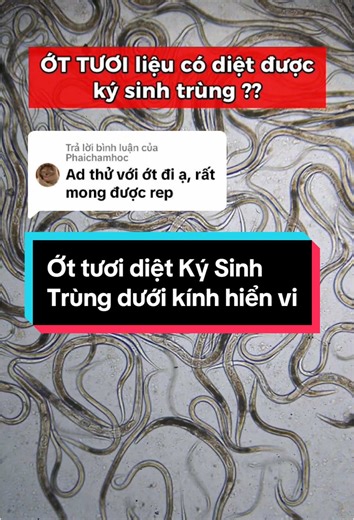 Ớt và Khả Năng Diệt Ký Sinh Trùng Dưới Kính Hiển Vi