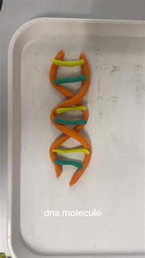 transcription and translation @alice 🧛🏻‍♀️ #fyp #viral #foryou #alevels #biology