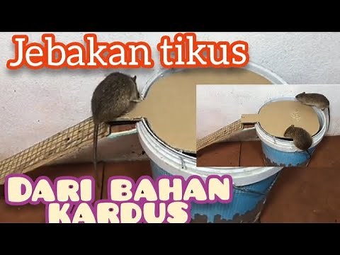 Cara Membuat Jebakan Tikus dari Bahan Kardus//Di Jamin ampuh🐀