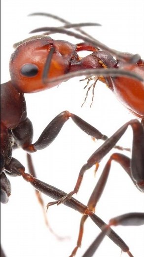 Blood-drinking Dracula Ants?! 🐜 (Part 1)