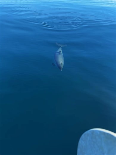 Deep Sea Ocean Encounters with Dolphins