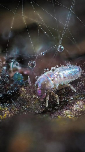 one of my new favourite shots 😁 a shiny springtail (Lepidocyrtus cyaneus) with a really tiny juvenile globular springtail (Sminthurinus sp) taken with Olympus OMD EM5 MII Olympus 60mm f2.8 macro 36mm extension tubes Raynox DCR-250 Natural light Focus stacked using Helicon focus #insects #coolinsects #wildlife #photography #photographyideas #tiny #macrophotography #forest #forestcore #nature #macro #cottagecore