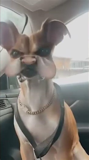 Cats vs. Dogs: Epic Fails & Hilarious Moments! #shorts