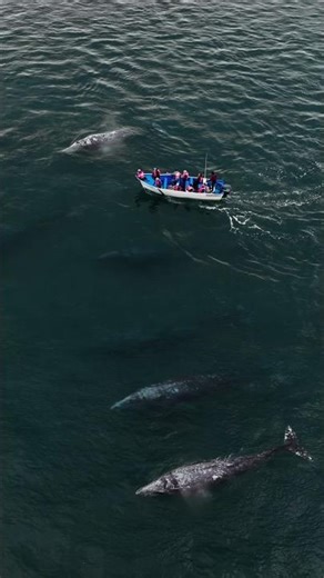 You can't believe how close these whales actually were #ocean #shorts