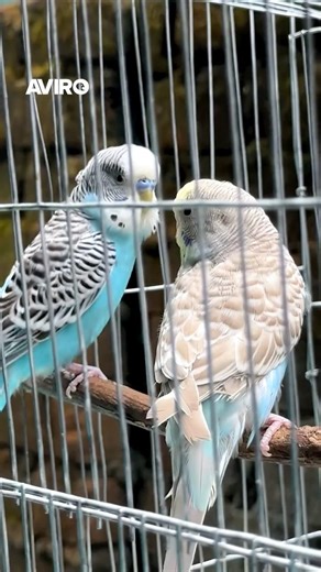 Wait for the Rare One! Blue vs Cinnamon Budgie | Aviro BD #shorts #budgies #rarebirds