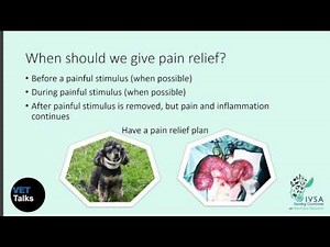 VET Talks - Pain Management in Companion Animals