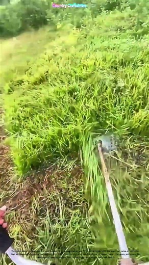 Taming the Green: How a Weed Whacker Transforms Overgrown Yards